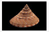 Calliostoma formosense by Anonymous