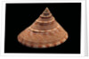 Calliostoma formosense by Anonymous