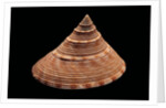 Calliostoma formosense by Anonymous