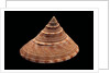 Calliostoma formosense by Anonymous