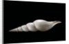 Calliotectum johnsoni dupreyi by Anonymous