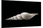 Calliotectum johnsoni dupreyi by Anonymous