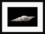 Calliotectum johnsoni dupreyi by Anonymous