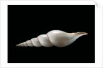 Calliotectum johnsoni dupreyi by Anonymous