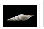Calliotectum johnsoni dupreyi by Anonymous