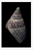 Cantharidus opalus cannoni by Anonymous