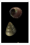 Cantharidus sendersi by Anonymous