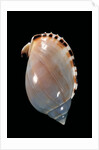Cassis vibex by Anonymous