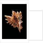 Ceratostoma burnetti by Anonymous