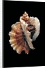 Ceratostoma foliatum by Anonymous