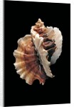 Ceratostoma foliatum by Anonymous