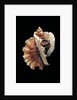 Ceratostoma foliatum by Anonymous