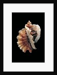 Ceratostoma foliatum by Anonymous