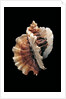 Ceratostoma foliatum by Anonymous