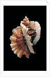 Ceratostoma foliatum by Anonymous