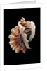 Ceratostoma foliatum by Anonymous
