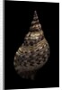 Charonia tritonis (triton) by Anonymous