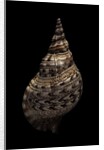 Charonia tritonis (triton) by Anonymous