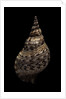 Charonia tritonis (triton) by Anonymous