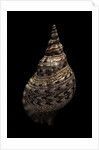Charonia tritonis (triton) by Anonymous
