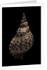 Charonia tritonis (triton) by Anonymous