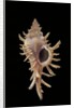 Chicoreus aculeatus by Anonymous