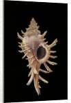 Chicoreus aculeatus by Anonymous