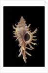 Chicoreus aculeatus by Anonymous