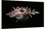 Chicoreus aculeatus by Anonymous