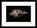 Chicoreus aculeatus by Anonymous