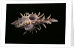 Chicoreus aculeatus by Anonymous