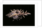 Chicoreus aculeatus by Anonymous