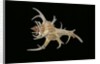 Chicoreus cervicornis by Anonymous