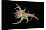 Chicoreus cervicornis by Anonymous