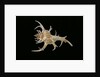 Chicoreus cervicornis by Anonymous