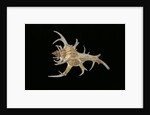 Chicoreus cervicornis by Anonymous