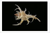 Chicoreus cervicornis by Anonymous