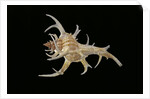 Chicoreus cervicornis by Anonymous