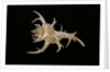 Chicoreus cervicornis by Anonymous