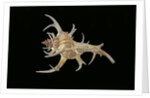 Chicoreus cervicornis by Anonymous
