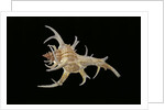 Chicoreus cervicornis by Anonymous