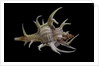 Chicoreus cervicornis by Anonymous