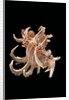 Chicoreus cornucervi by Anonymous