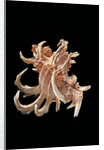 Chicoreus cornucervi by Anonymous