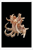 Chicoreus cornucervi by Anonymous