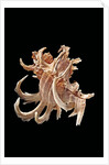 Chicoreus cornucervi by Anonymous
