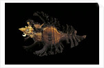 Chicoreus florifer by Anonymous