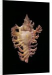 Chicoreus nobilis by Anonymous