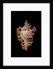 Chicoreus nobilis by Anonymous