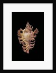 Chicoreus nobilis by Anonymous